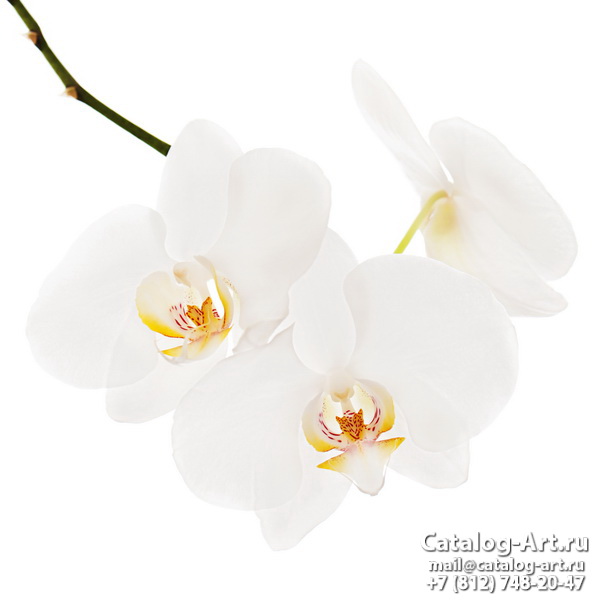 White orchids 55